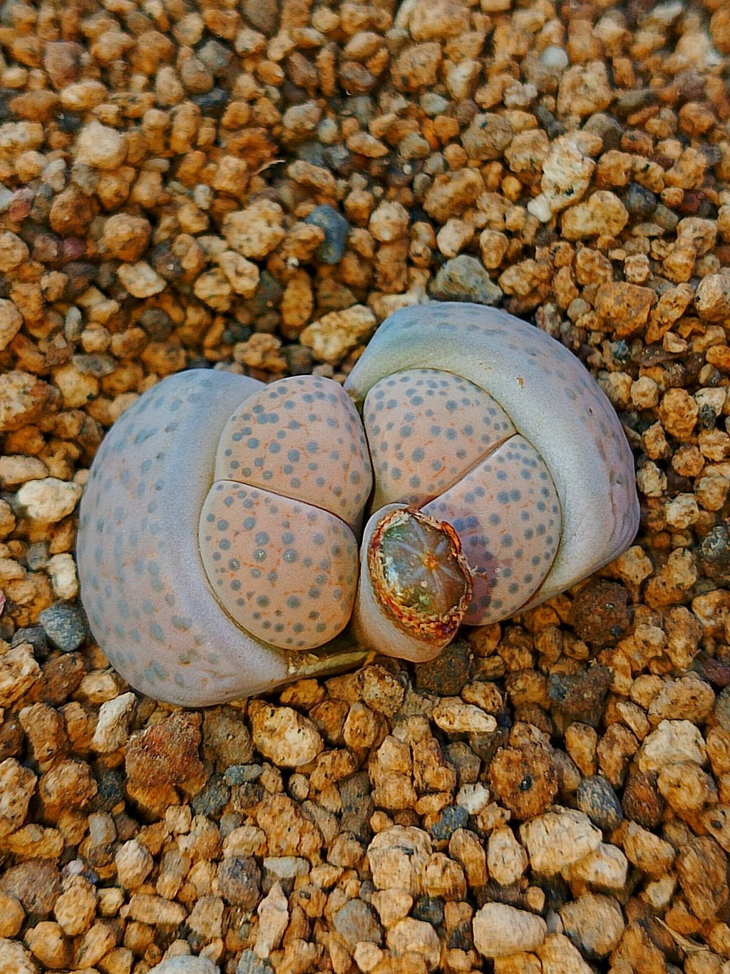 C278 	Lithops fulviceps v. fulviceps