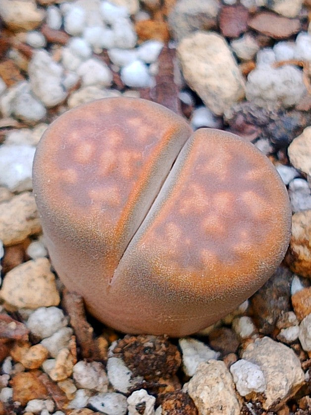 C330 	Lithops karasmontana ssp. karasmontana v. lericheana