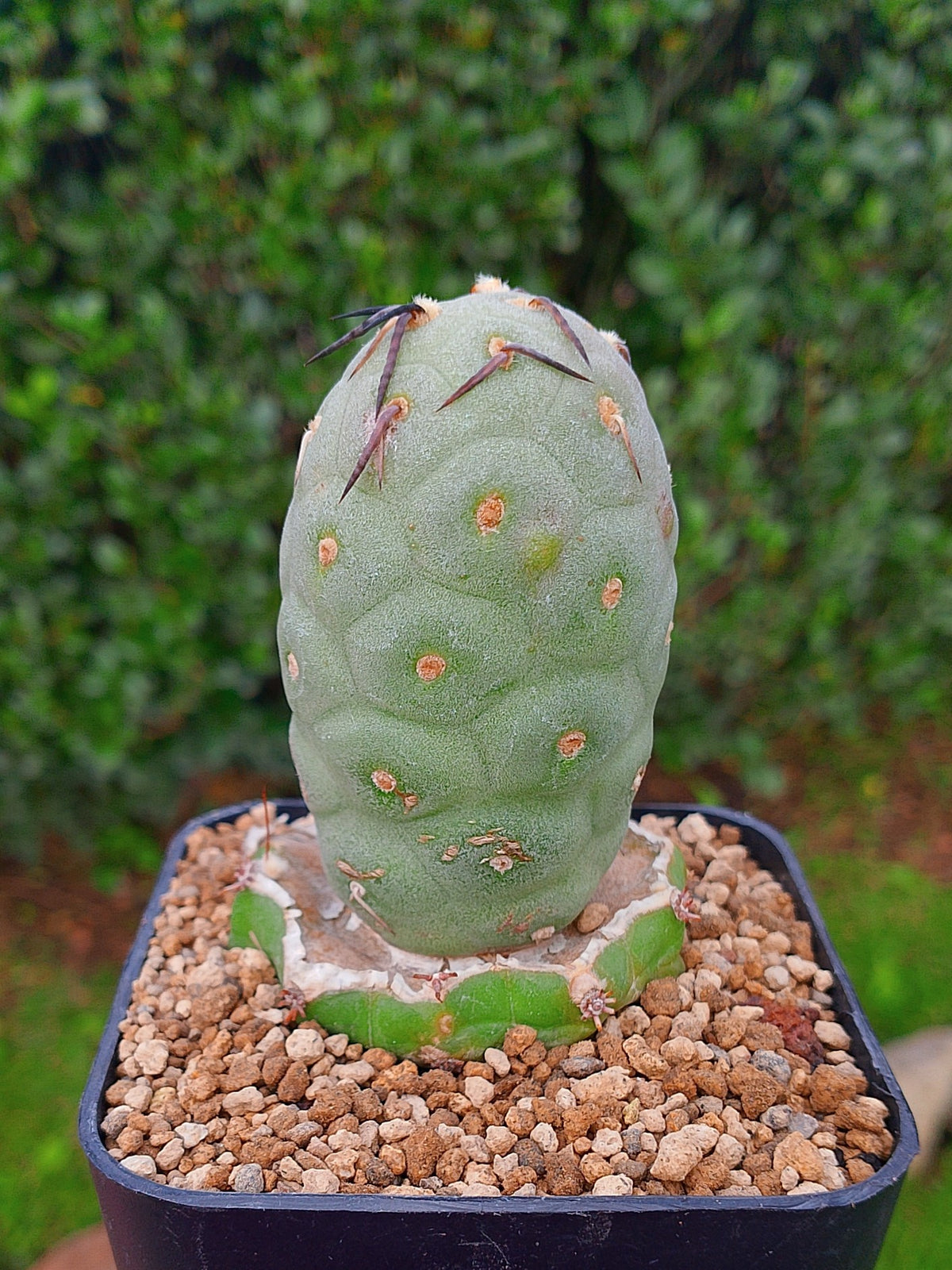 Injerto de Tephrocactus geometricus | maceta 3.5"