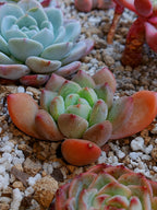 Echeveria Maverick B