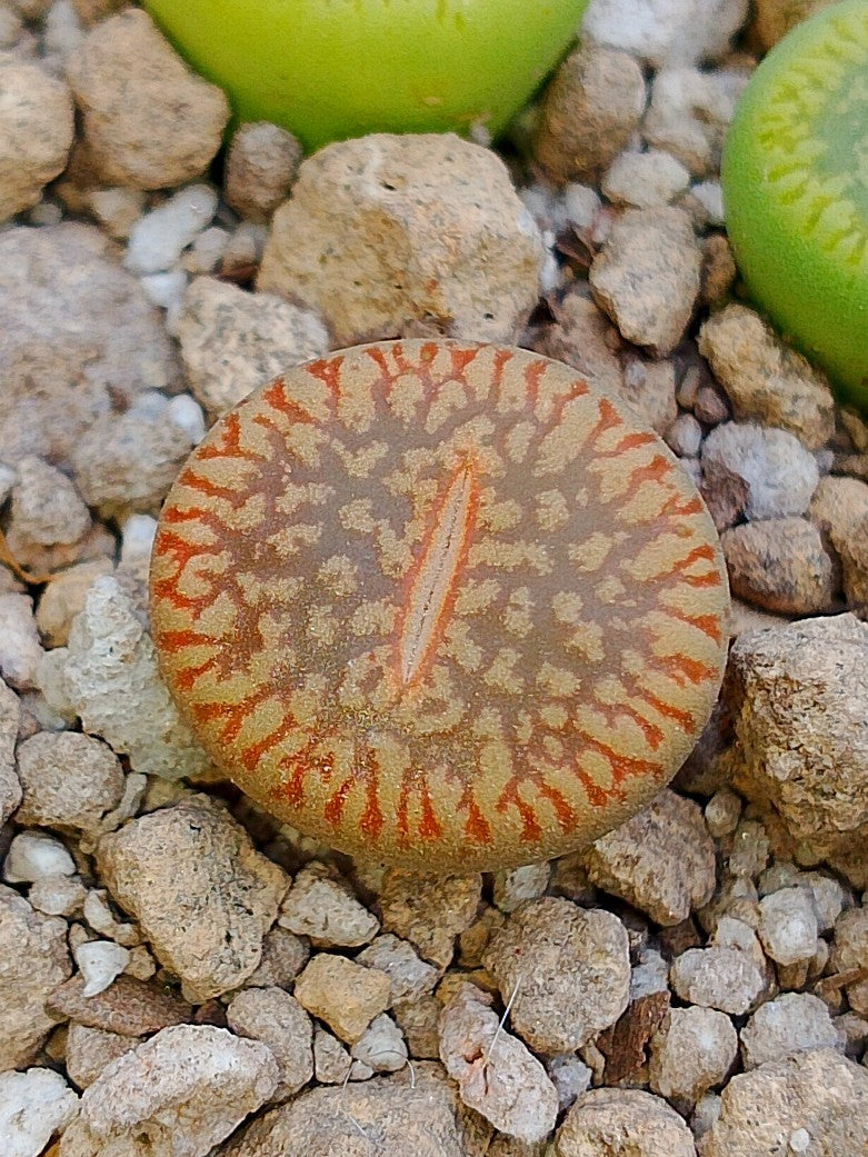 Cl023 Lithops Aucampiae