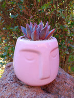 Echeveria Agavoides Zodiac Sign