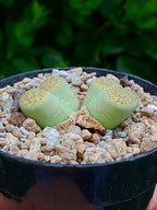 Lithops Fulviceps - 2 cabezas