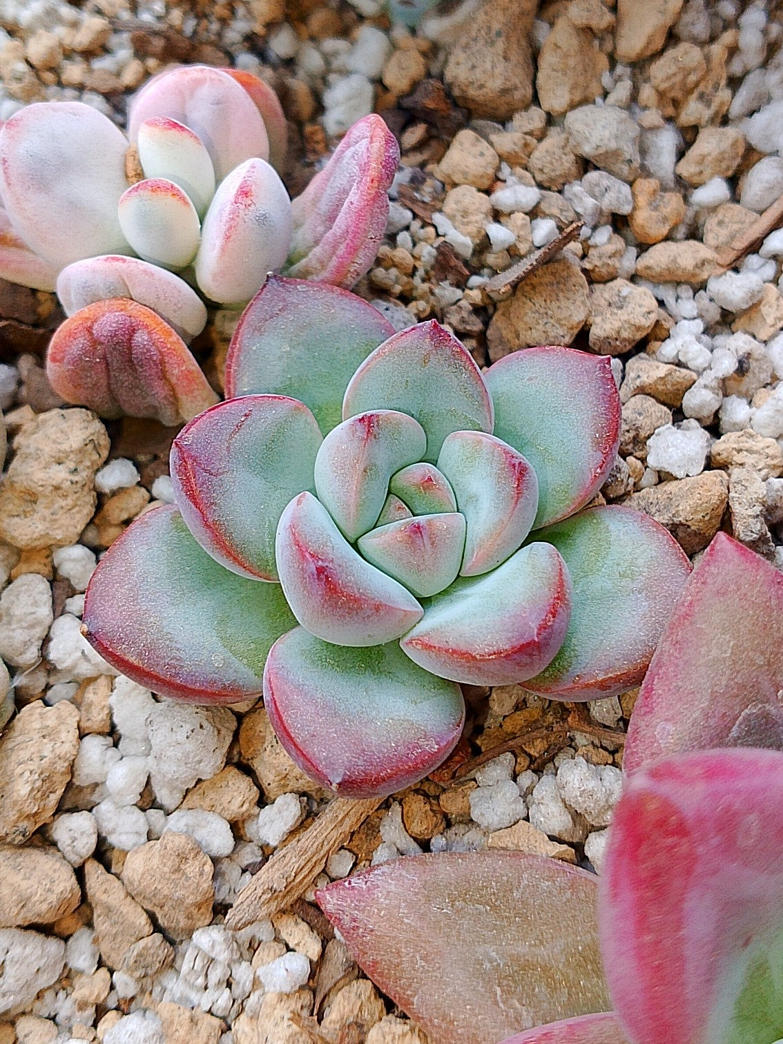 Echeveria Chubby lips
