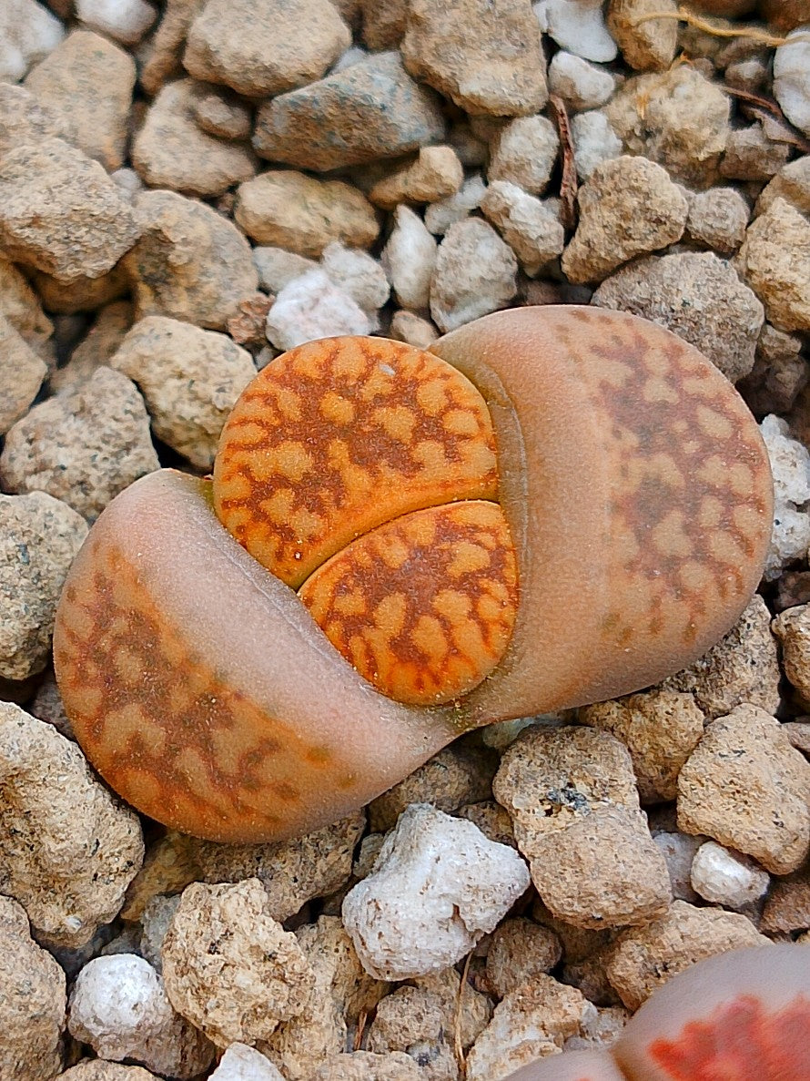 C207 	Lithops gesinae v. gesinae