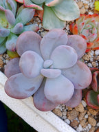 Pachyphytum oviferum | maceta 3.5"