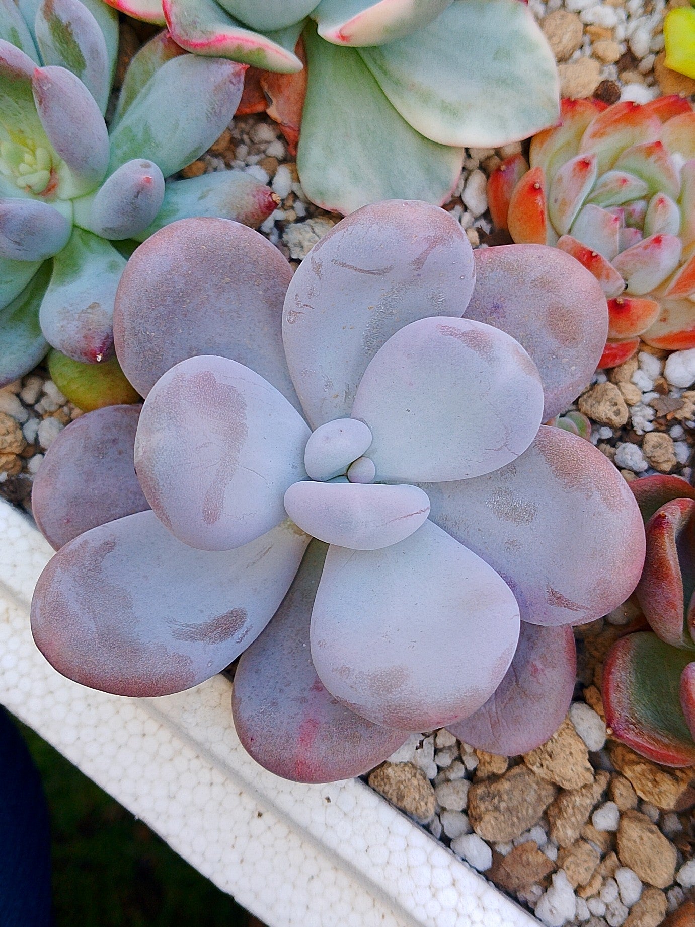Pachyphytum oviferum | maceta 3.5"