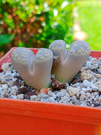 Lithops Otzeniana  | 2 cabezas