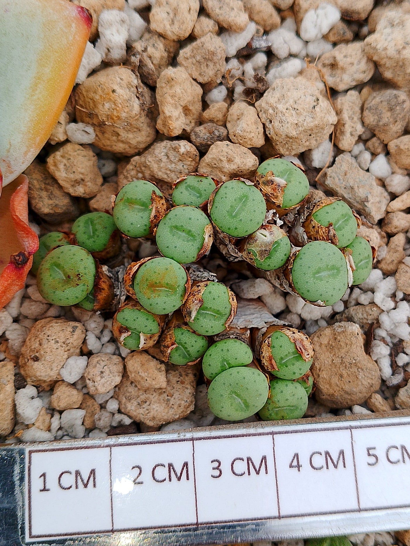 Conophytum h. Minutum (colonia 4.5 cm)