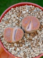 Lithops Hallii | 2 cabezas