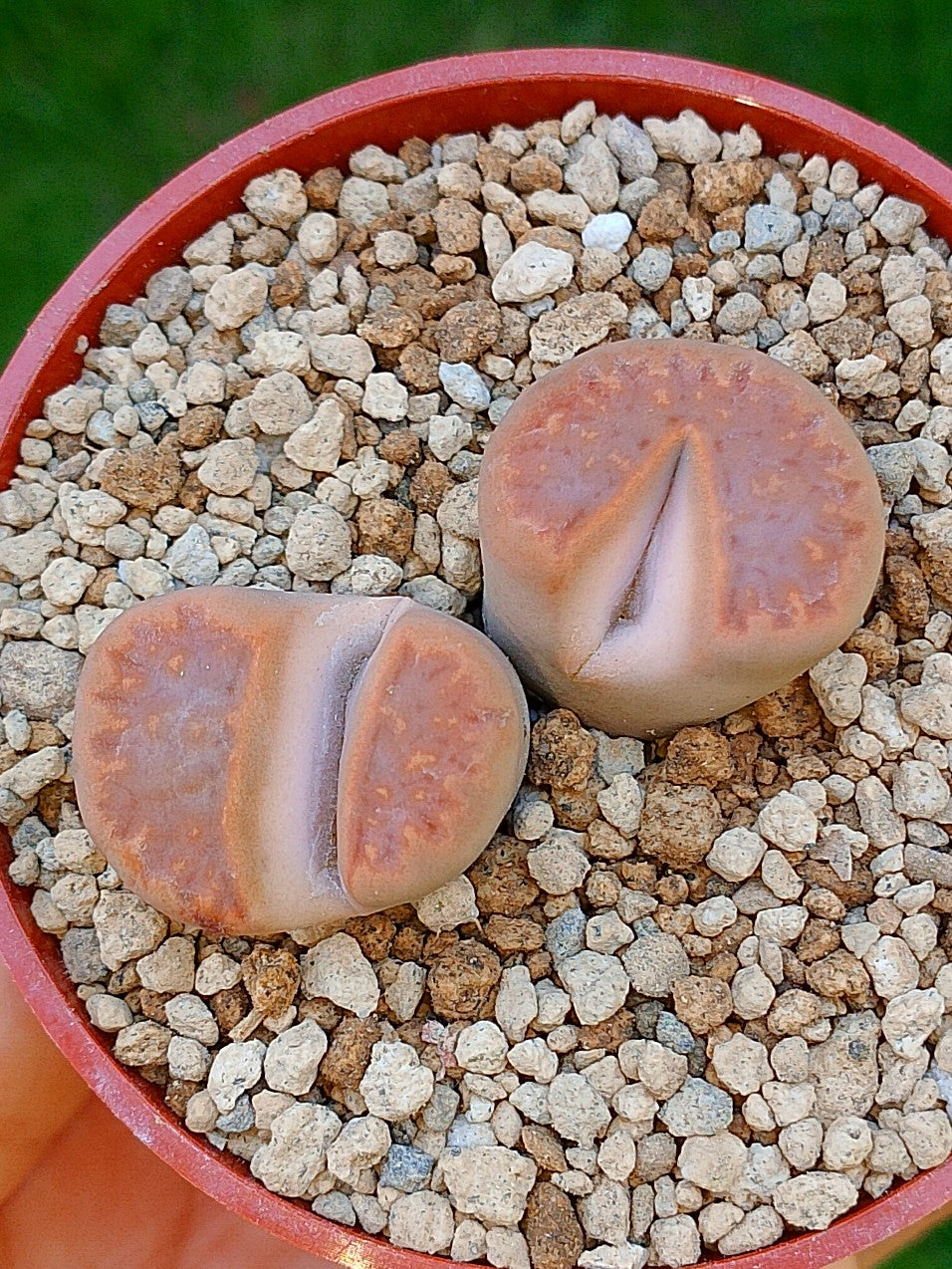 Lithops Hallii | 2 cabezas