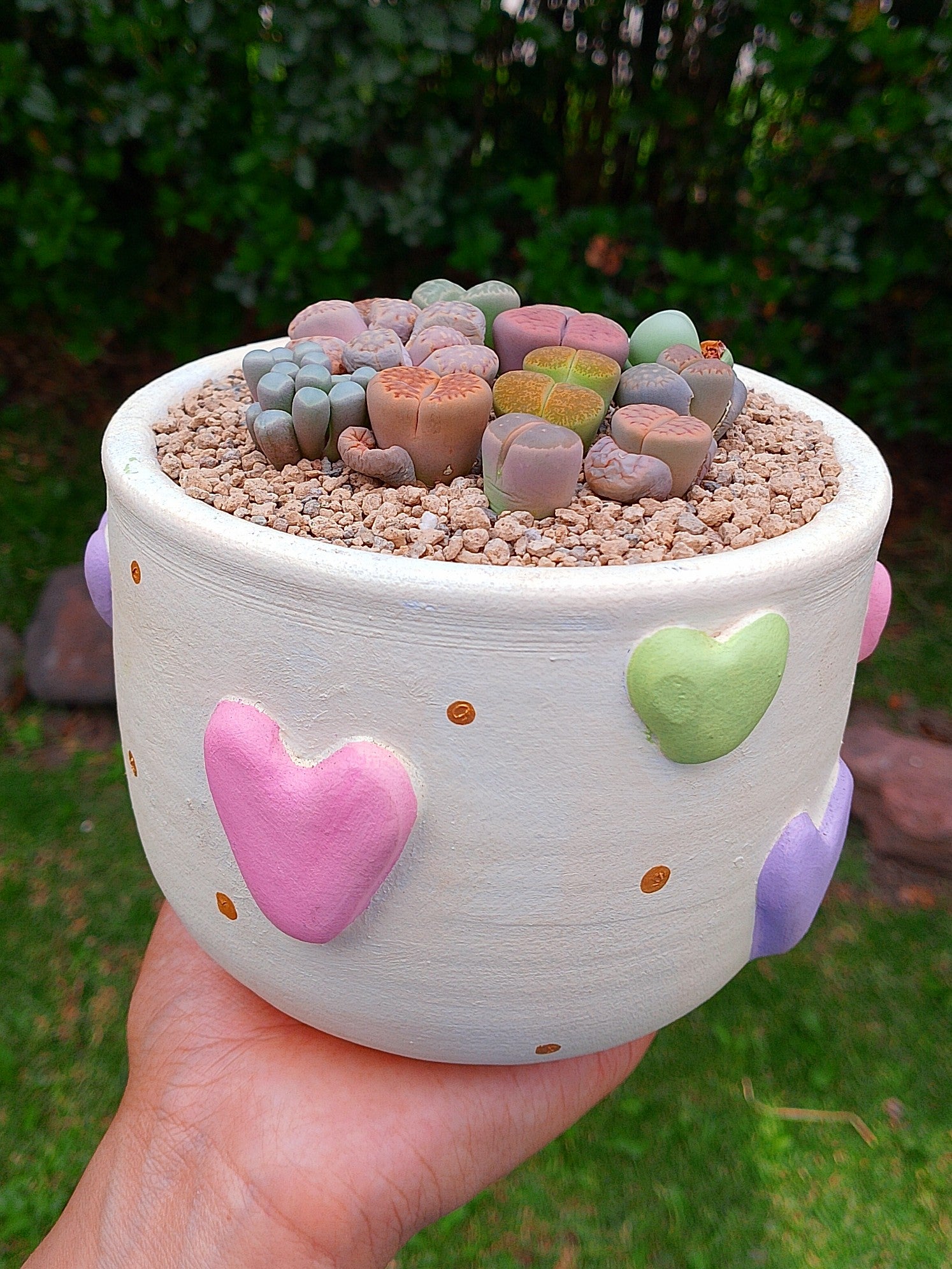 Paquete lithops Mix - circular corazón A