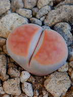 Lithops karasmontana 'Orange Ice'