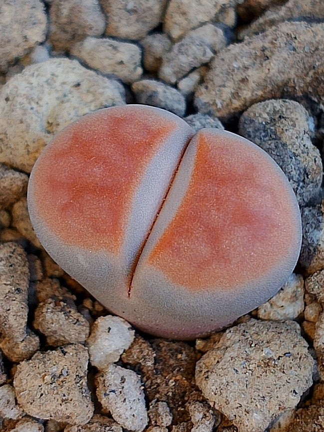 Lithops karasmontana 'Orange Ice'