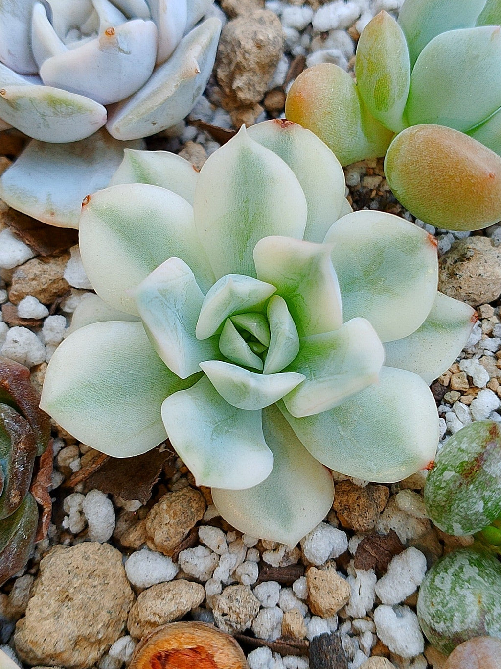 Echeveria Moon Fairy variegada