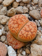 C207 	Lithops gesinae v. gesinae