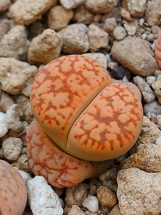 C207 	Lithops gesinae v. gesinae