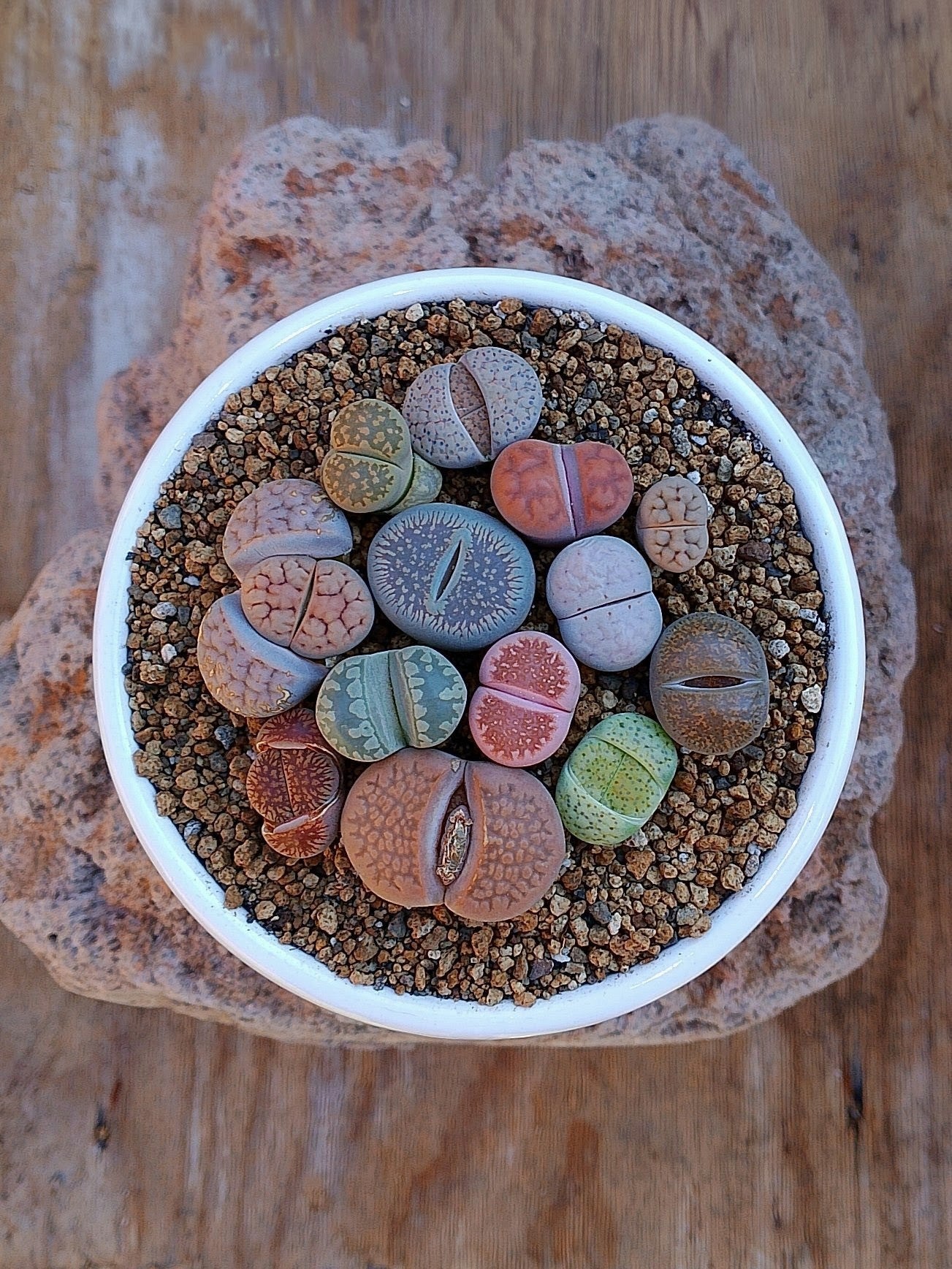 Paquete lithops Mix - circular C