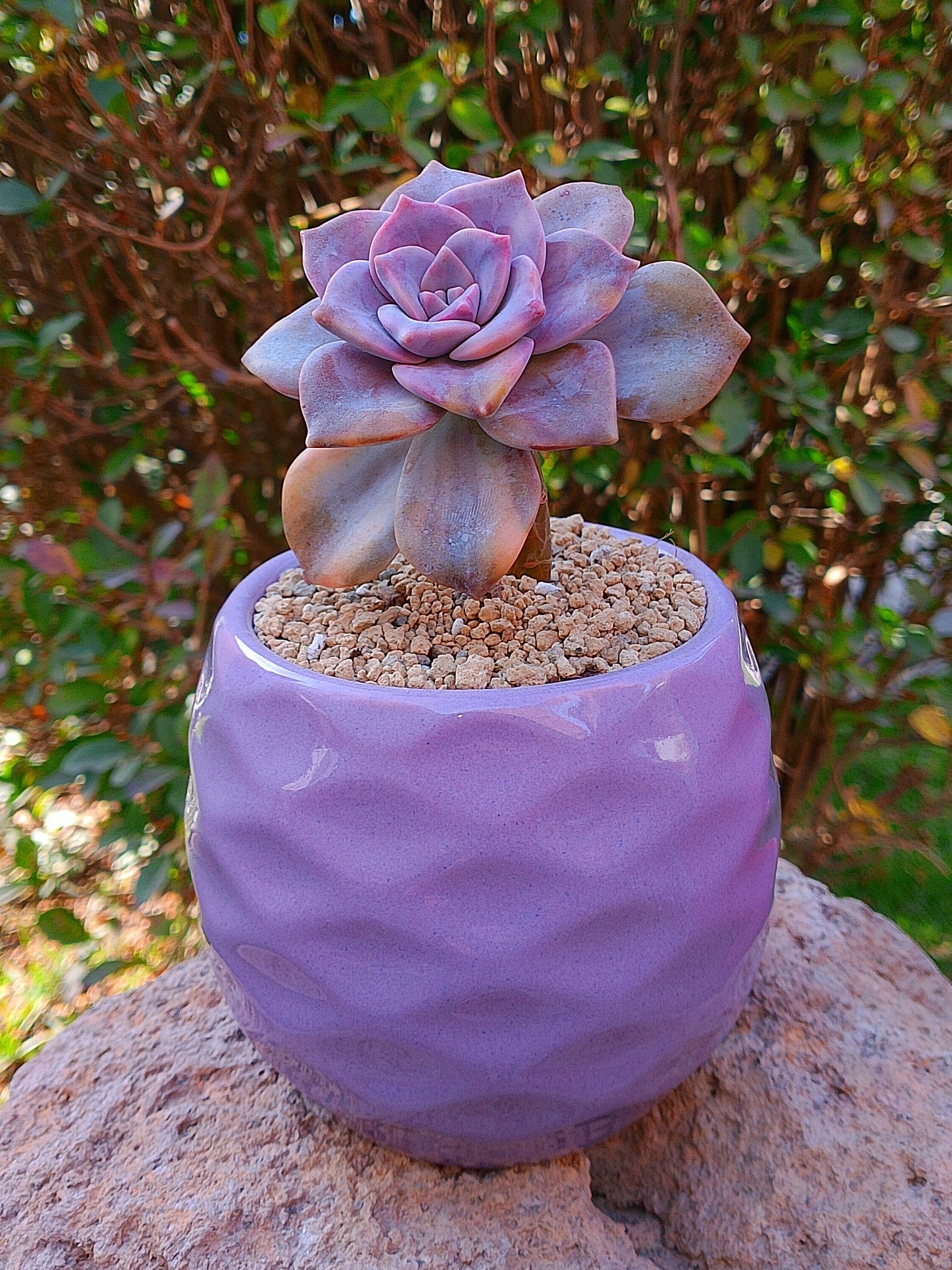 Echeveria Purple delight variegada