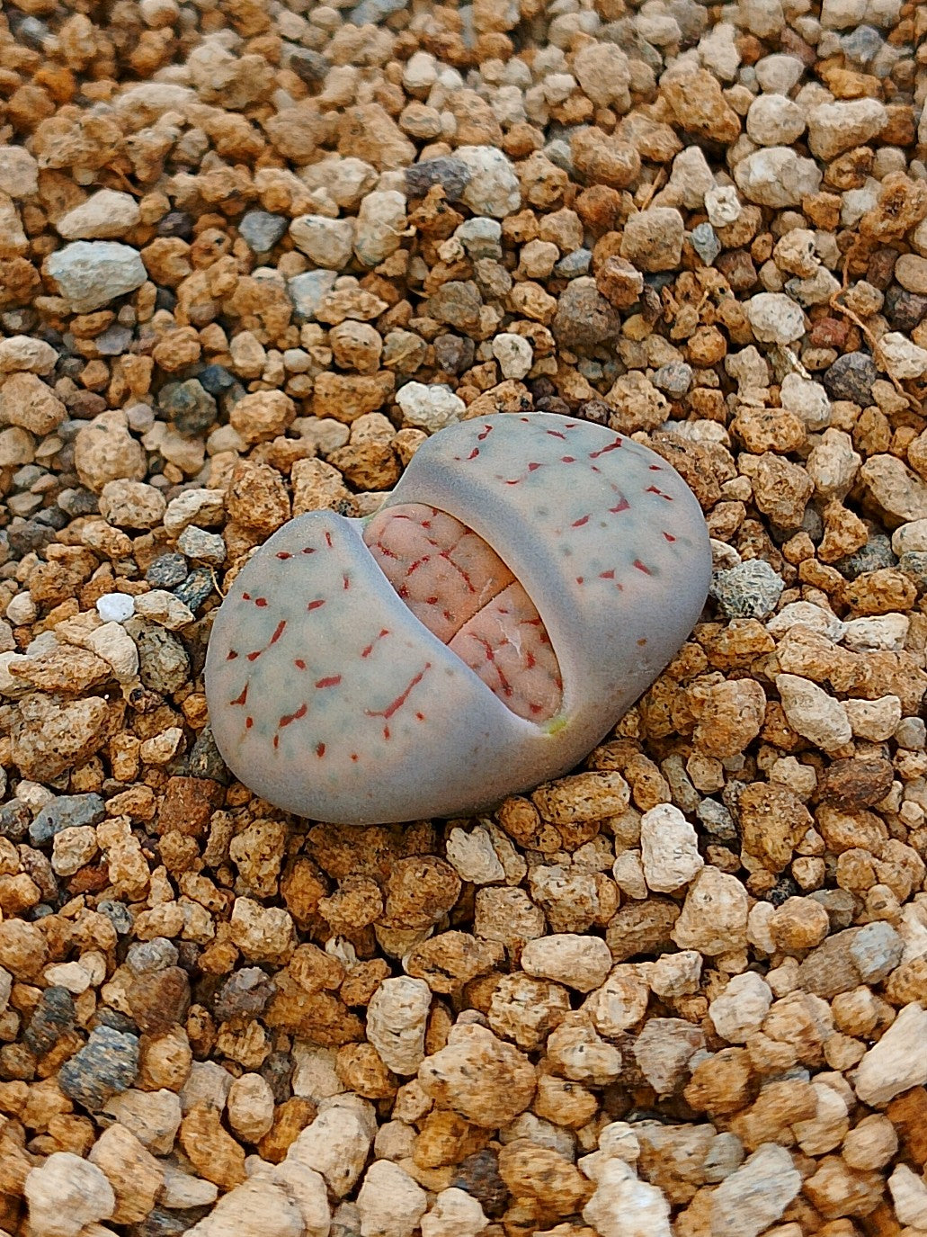 C248 	Lithops schwantesii ssp. schwantesii v. urikosensis (syn. kunjasensis)
