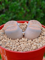 Lithops Schwantesii | 2 cabezas