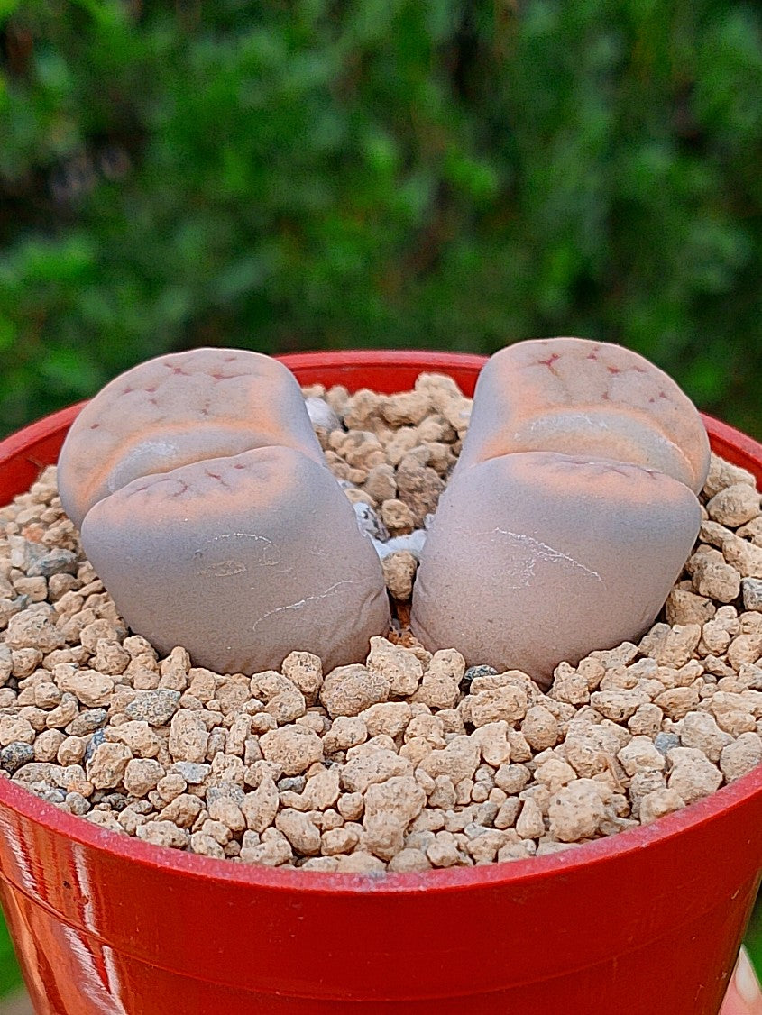 Lithops Schwantesii | 2 cabezas