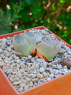 Lithops Olivacea - 2 cabezas