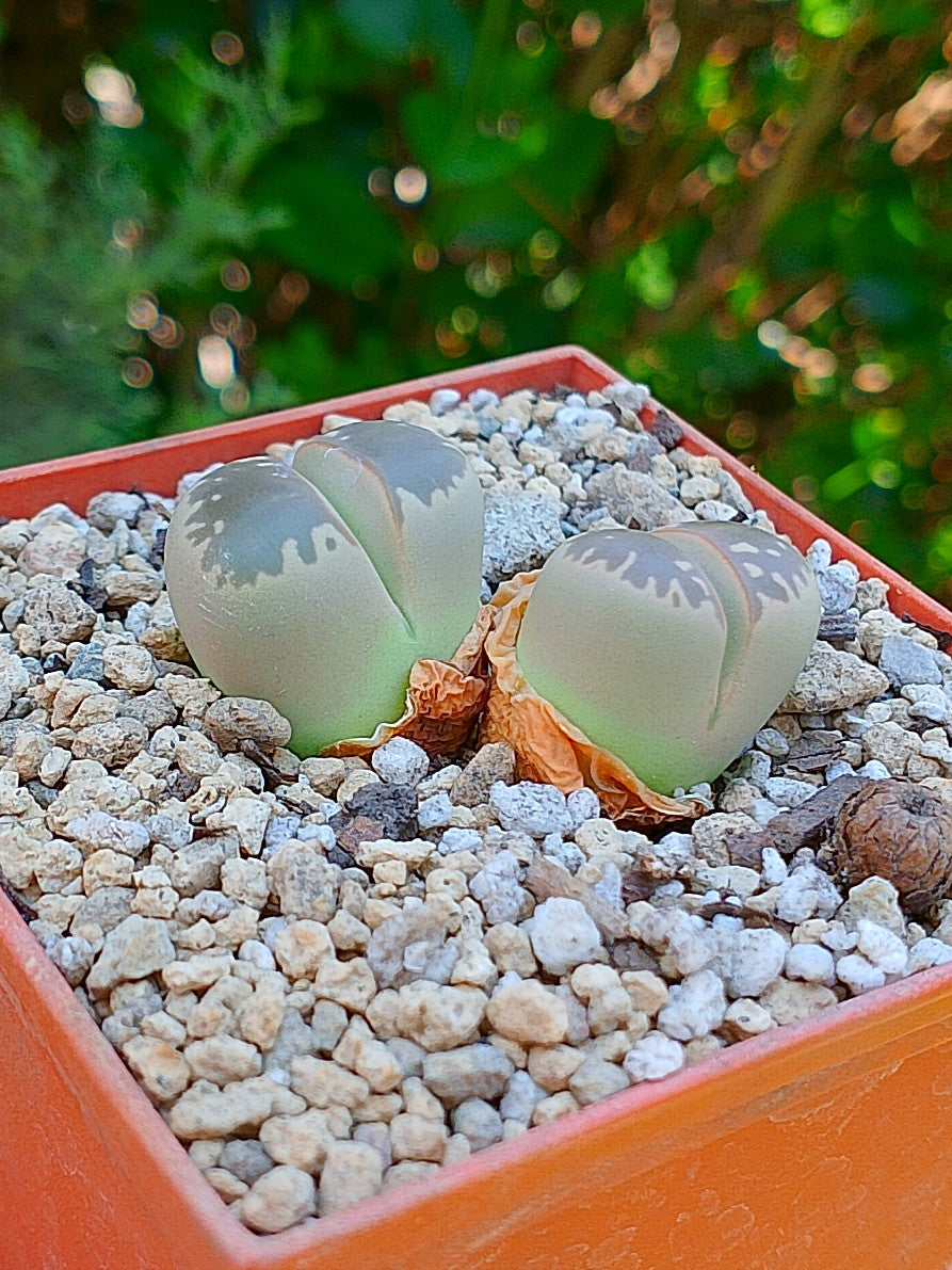 Lithops Olivacea - 2 cabezas