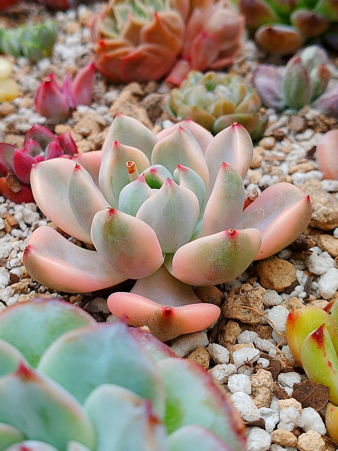 Echeveria Pink Beauty variegada | maceta 3"