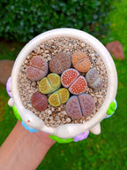 Paquete lithops Mix - hojitas A