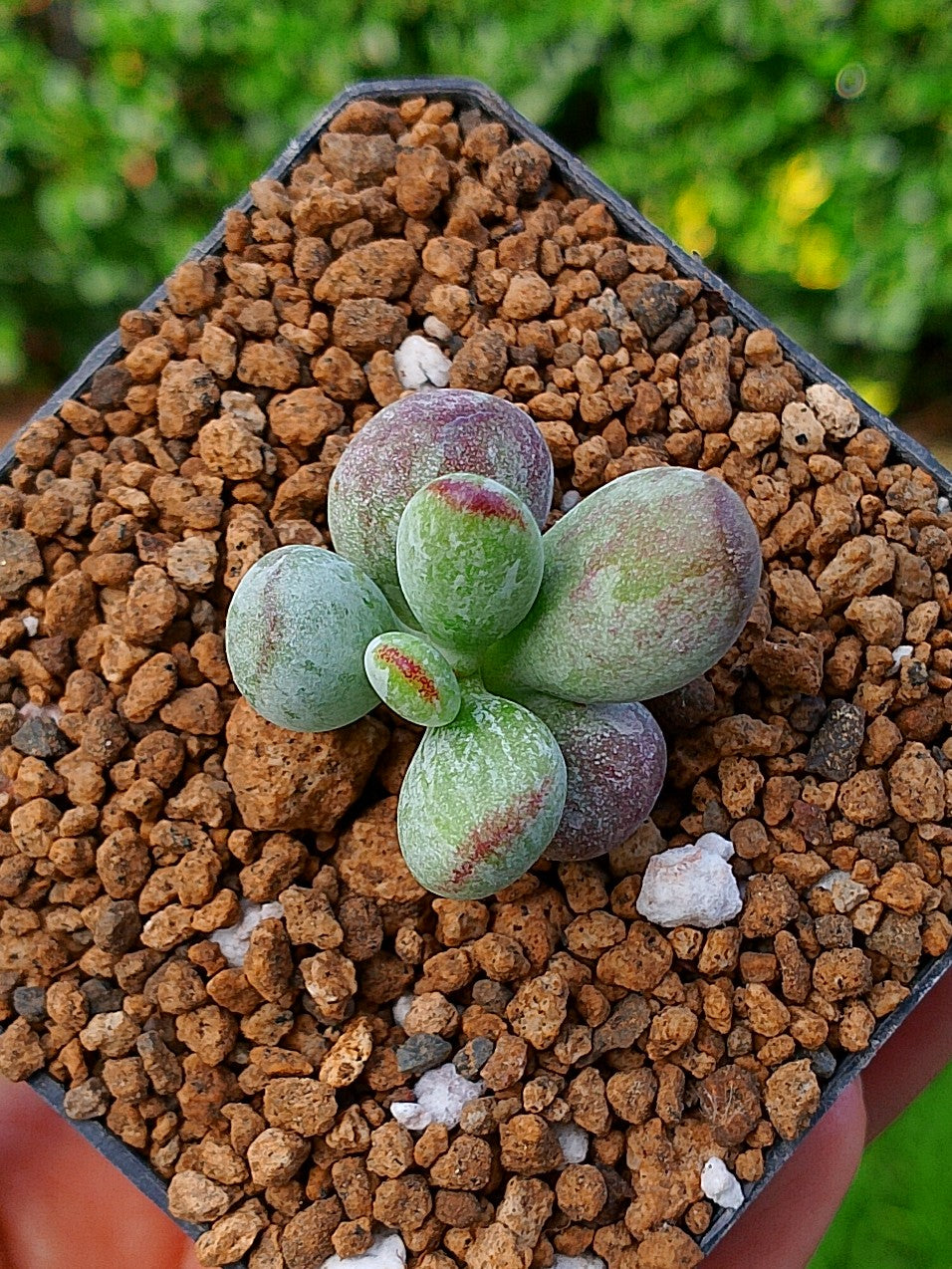 Cotyledon orbiculata leopard variegado mini B