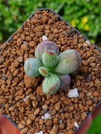 Cotyledon orbiculata leopard variegado mini B