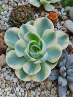 Echeveria carrousel