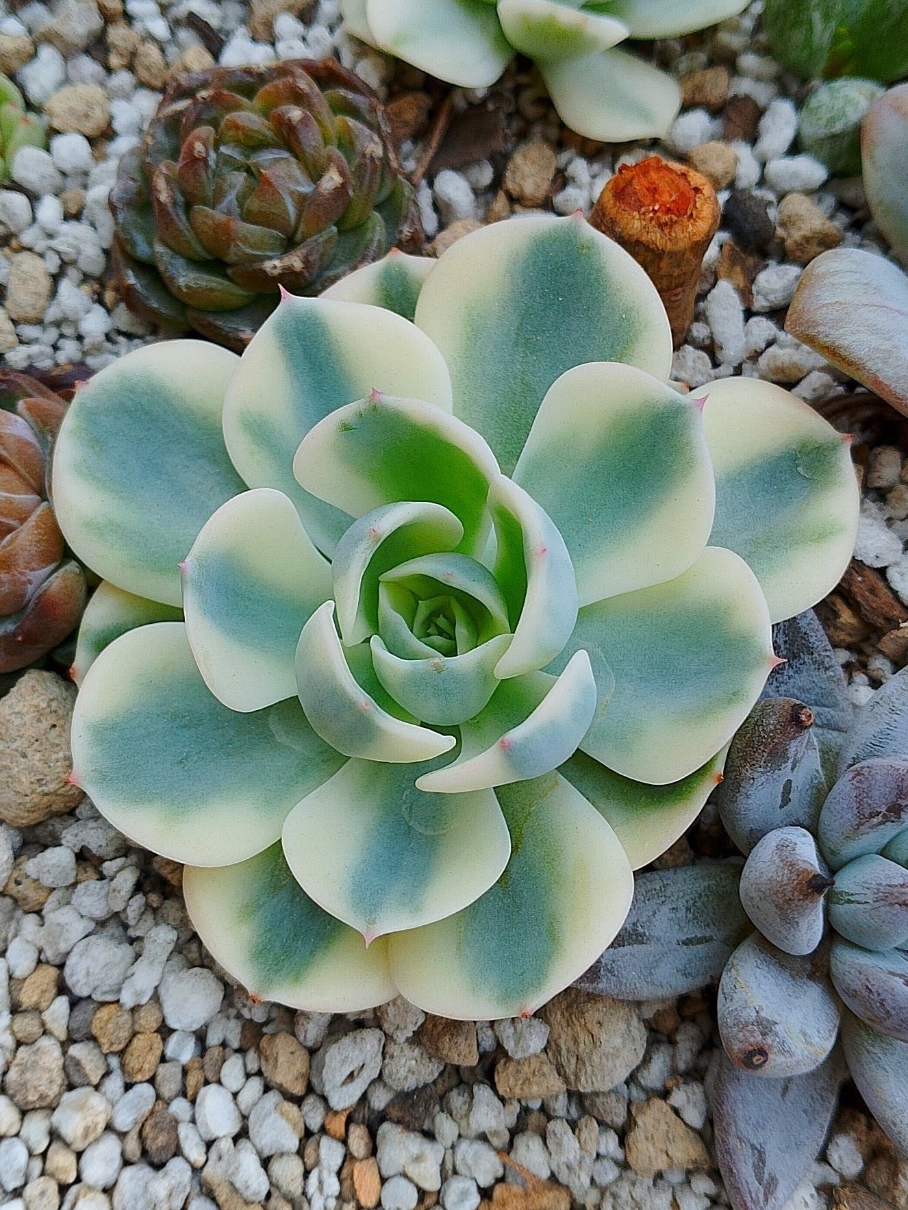 Echeveria carrousel