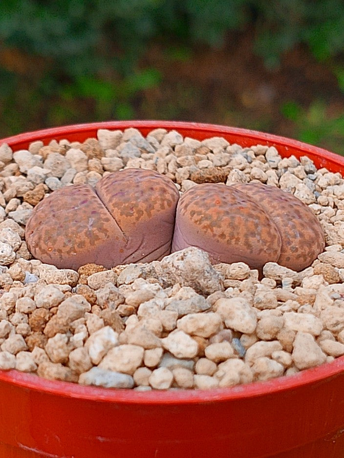 Lithops Bromfieldii | 2 cabezas