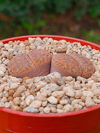 Lithops Bromfieldii | 2 cabezas