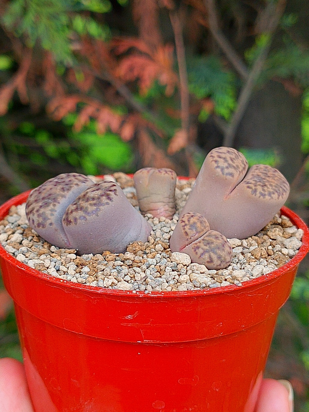 Lithops Bromfieldii | 4 cabezas