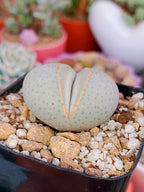 Dinterantus Wilmotianus