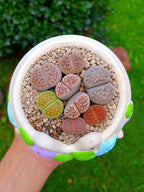 Paquete lithops Mix - hojitas B