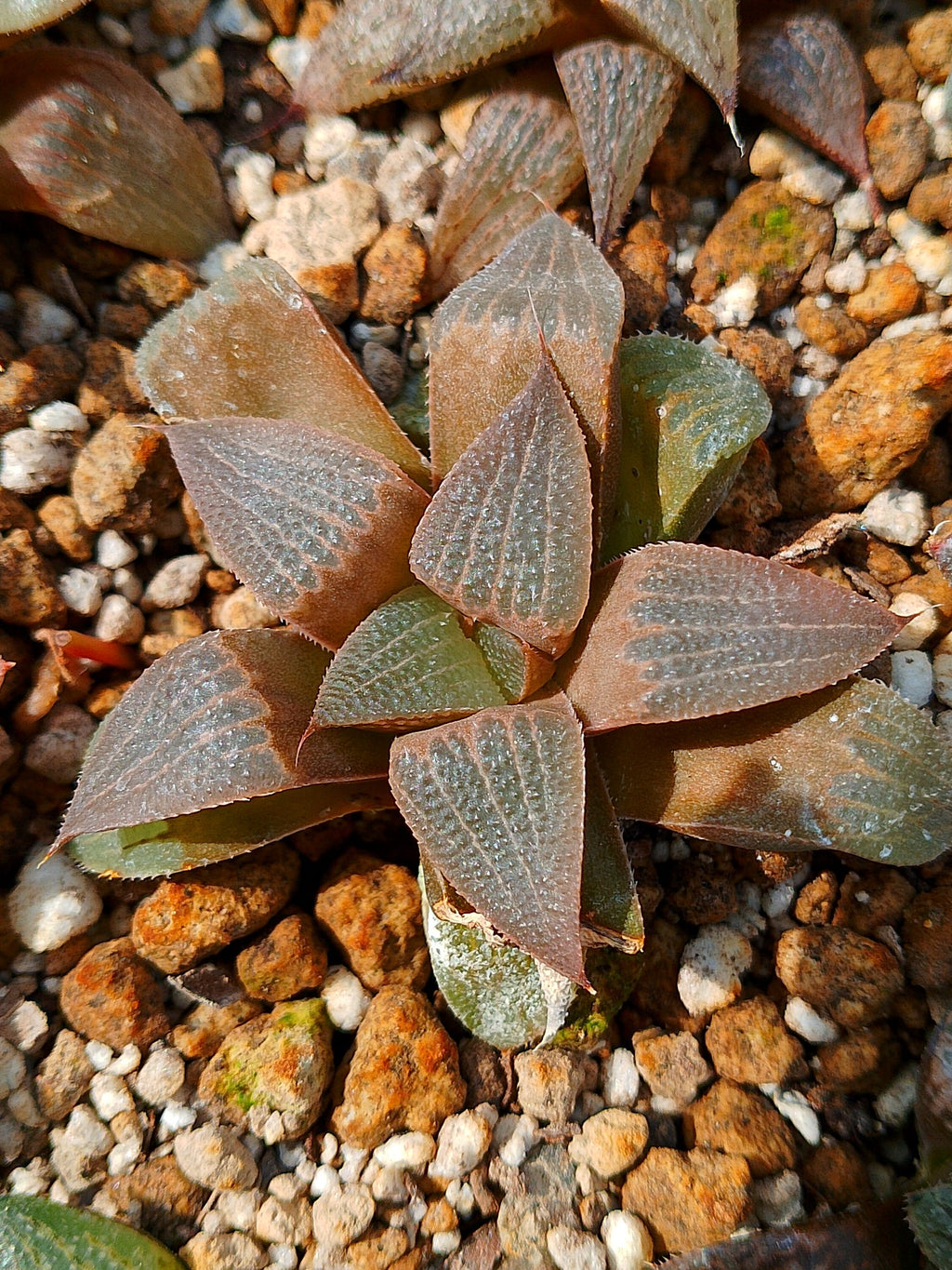 Haworthia RG K | maceta 3"