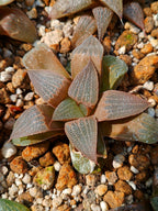 Haworthia RG K | maceta 3"