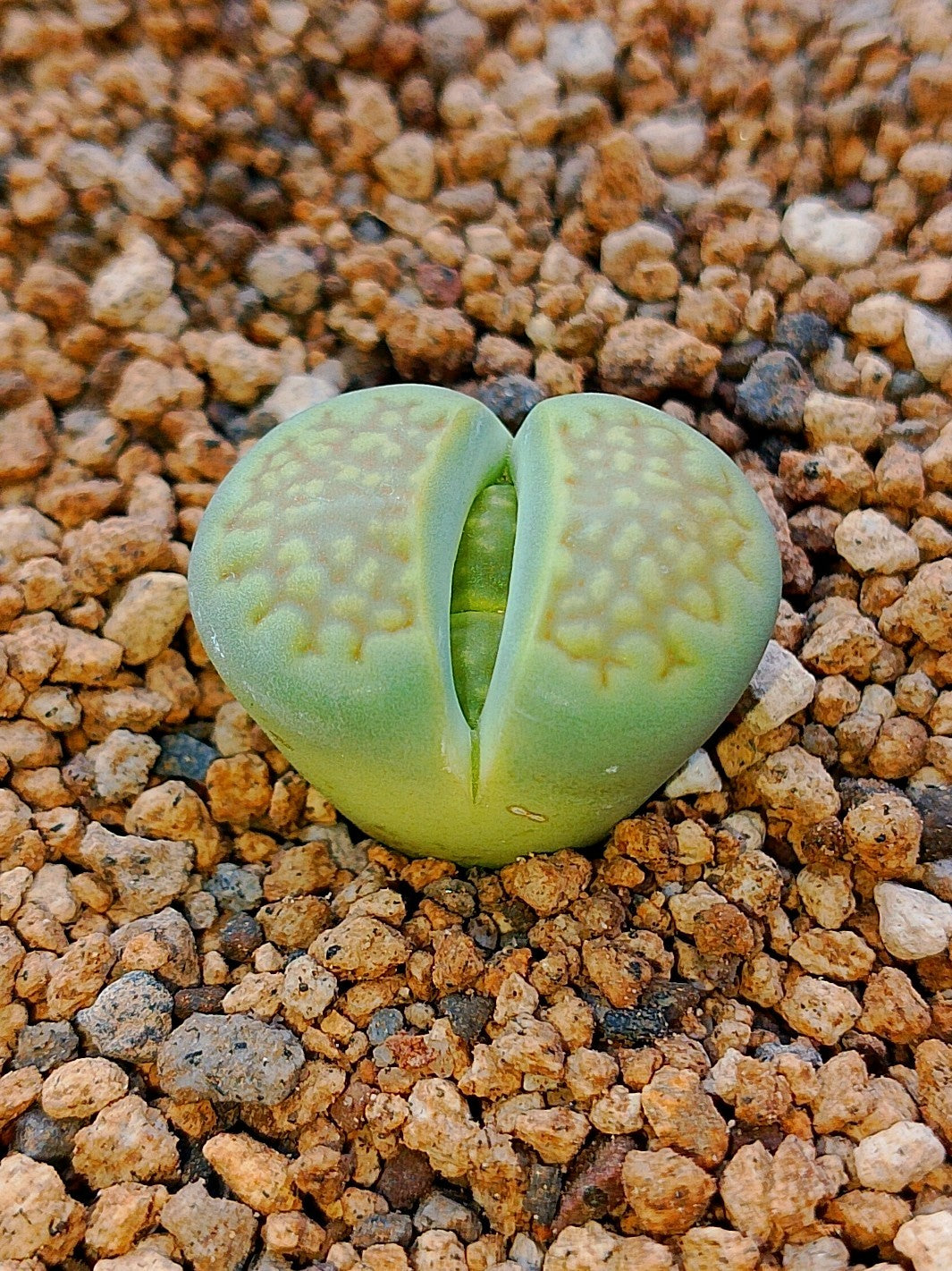 C111A Lithops hallii v. ochracea 'Green Soapstone'