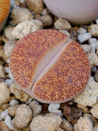 C364 	Lithops lesliei ssp. lesliei v. hornii