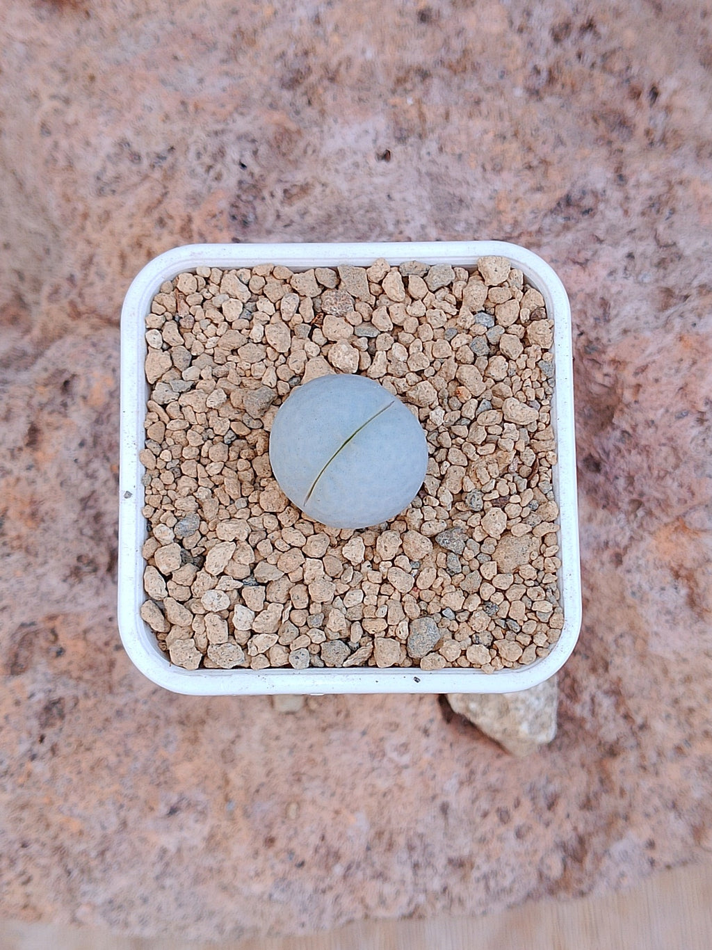 Dinteranthus pole-evansii