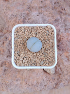 Dinteranthus pole-evansii