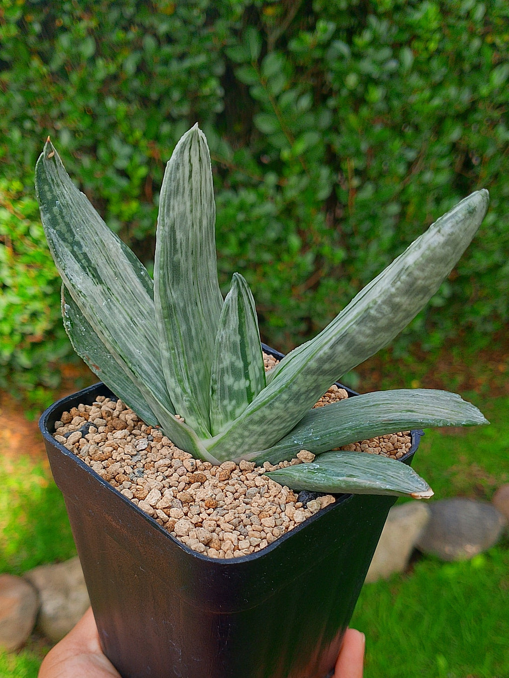 Gasteria Sakura Fuji | maceta 3.5"