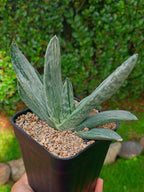 Gasteria Sakura Fuji | maceta 3.5"