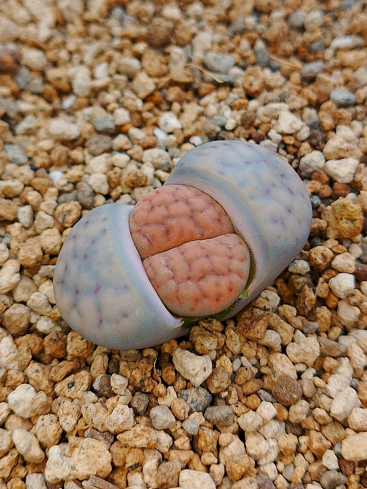C211 	Lithops schwantesii ssp. schwantesii v. schwantesii