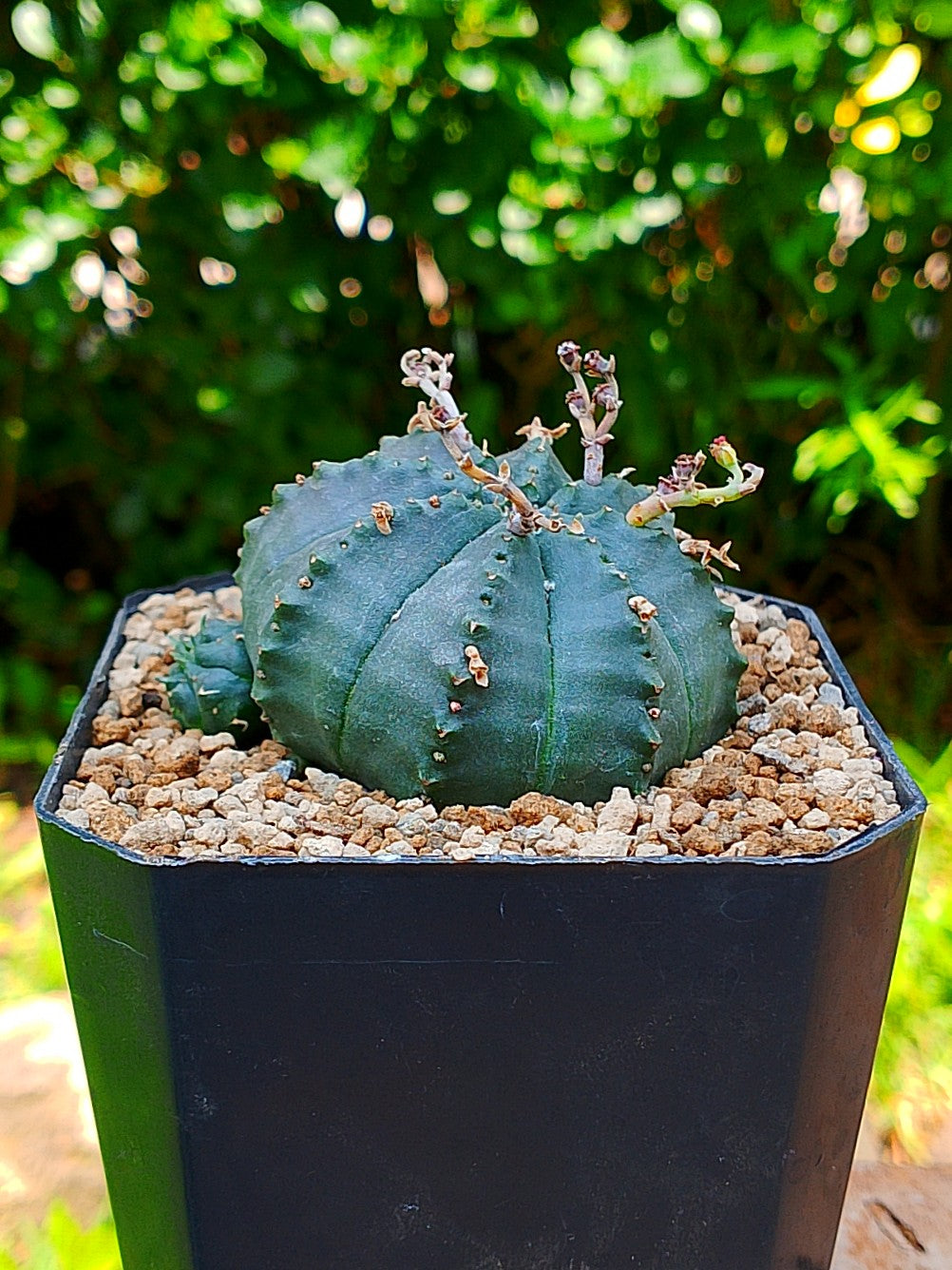 Euphorbia meloformis