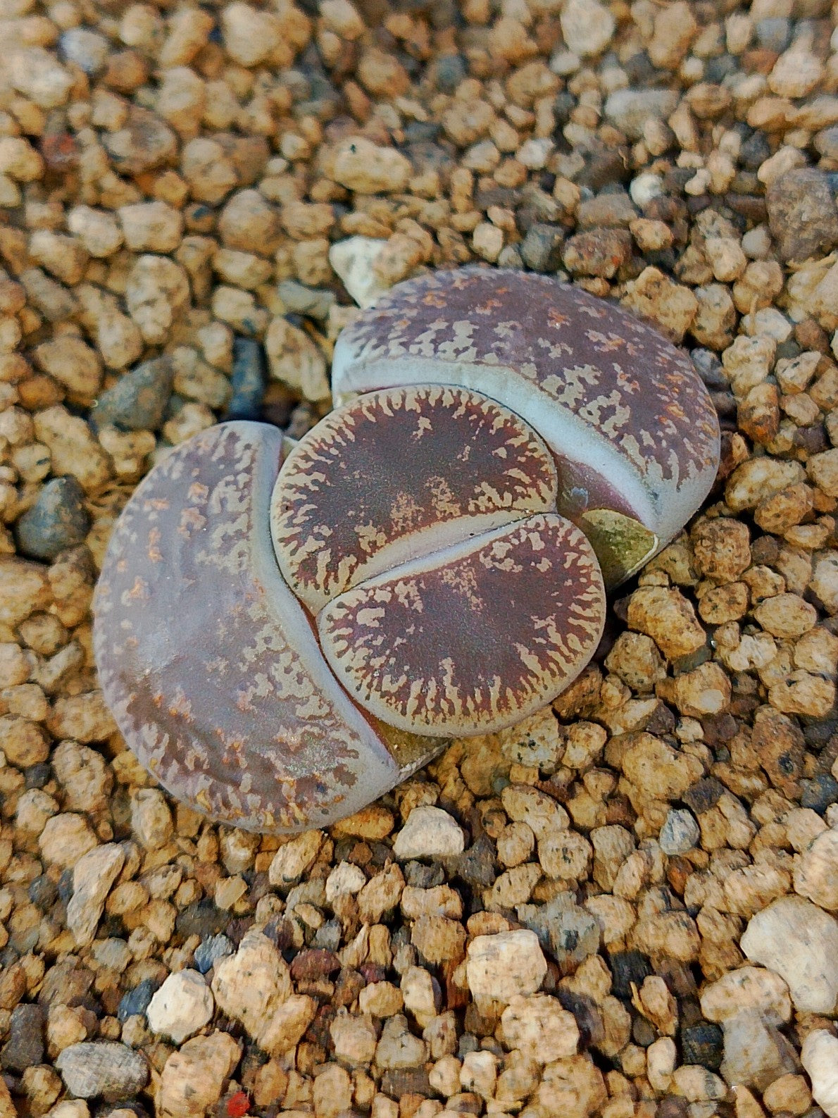 C341 	Lithops lesliei ssp. lesliei v. lesliei (Kimberley Form)